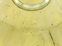 Waltornia B/F Belltone Po przeglądzie Futerał + Ustnik DR24-174 - 26